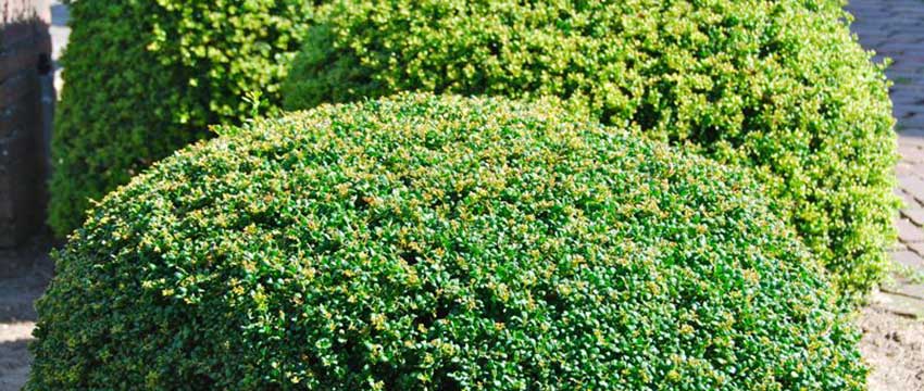 Verfraai je Tuin met Laurierkers en Japanse Hulst: Tips en Inspiratie van Planta.nl